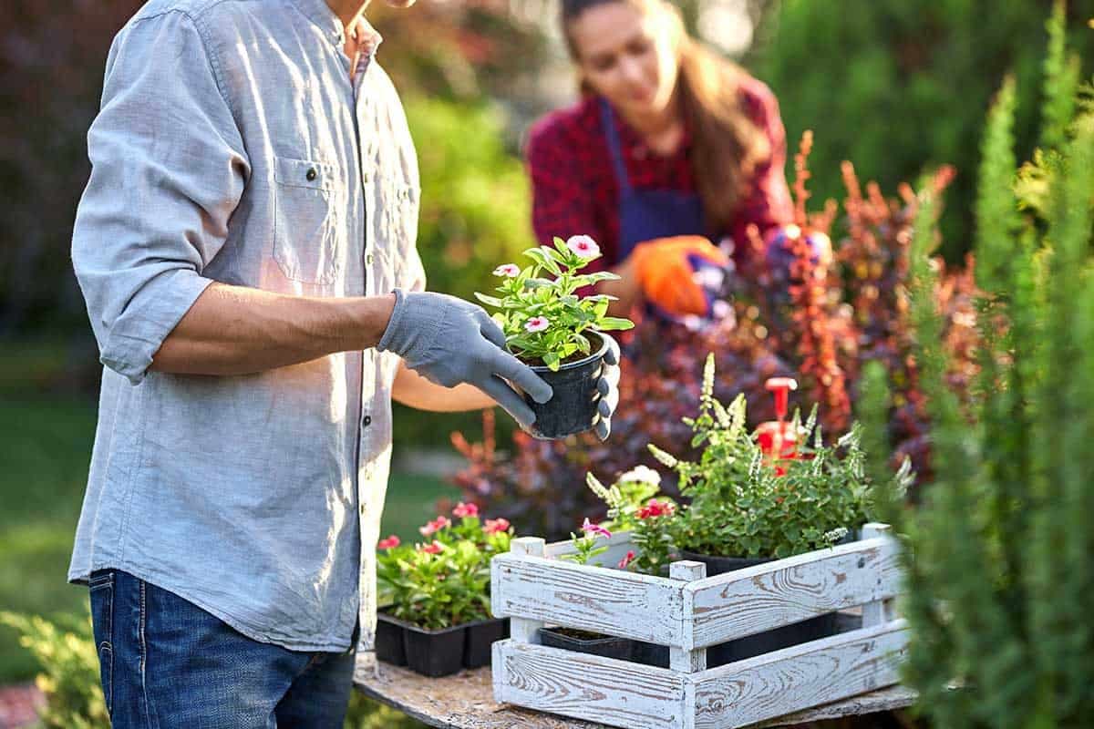 Neue Blumen werden im Garten von einem Paar eingepflanzt