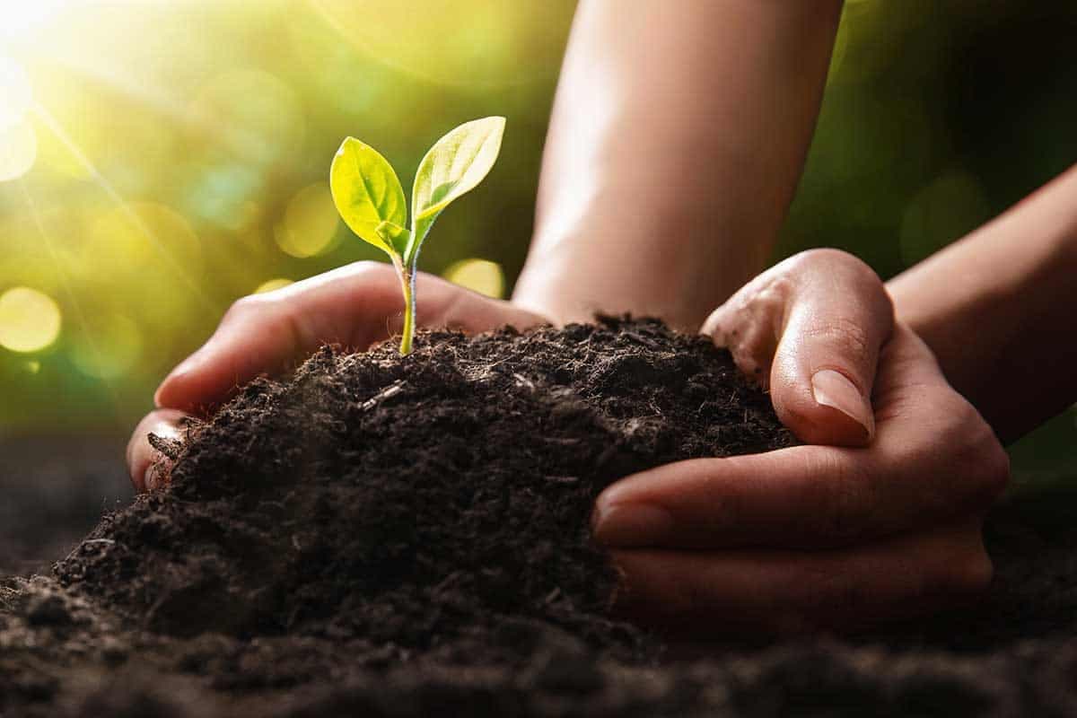Eine Pflanze wird im Garten in den Mutterboden eingepflanzt